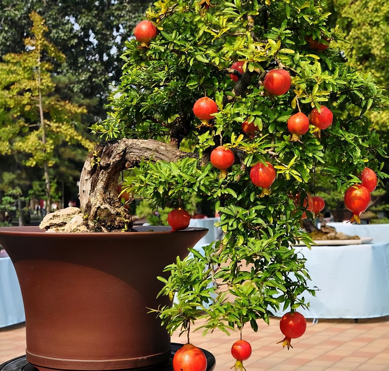 一棵石榴树用打药吗,石榴树的养护方法大全