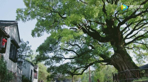 都挺好取景明月湾,都挺好取景地明月古村