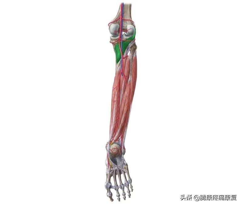 老人小腿疼痛是什么原因,脚小腿肌肉疼痛是什么原因