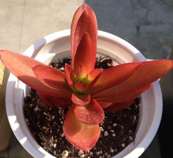 出差多肉怎么防雨,夏天要出门40天家里多肉该怎么办