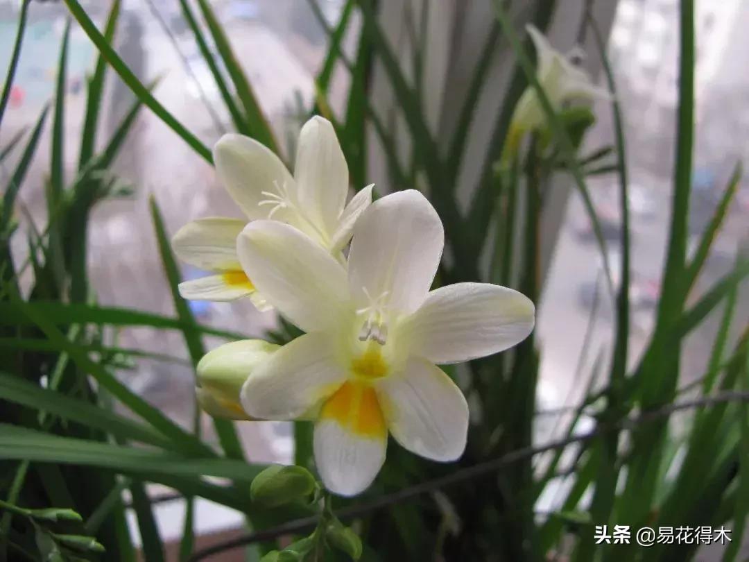 小苍兰前期花苞什么颜色,香雪兰的小苍兰怎么养