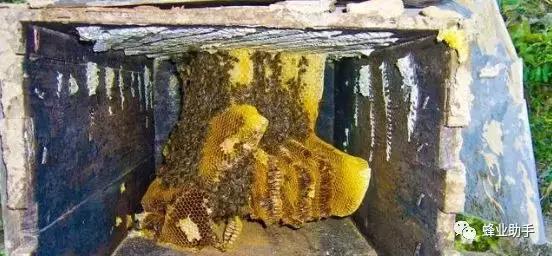 新手初期养蜜蜂禁忌，为什么蜜蜂越来越少，因为您都做这些错事