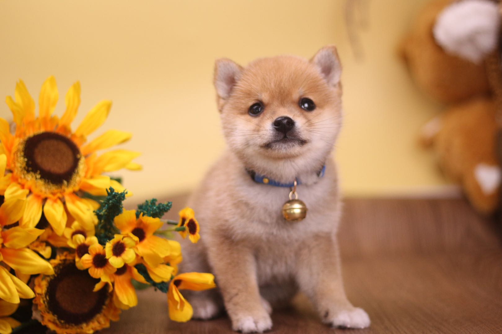 3000能买一只纯种比熊吗,3000买的柴犬