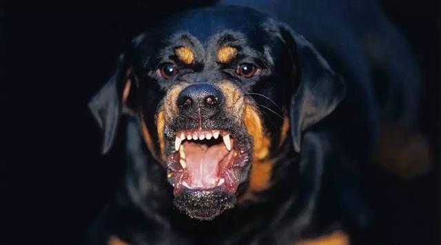 遇到恶狗攻击人如何自救,恶狗攻击人