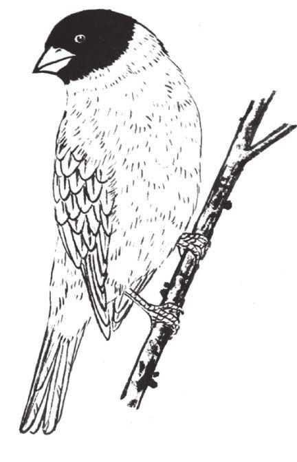 蜡嘴雀工笔画,蜡嘴鸟画画教程