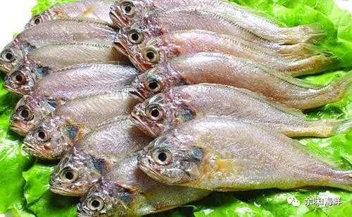 天价野生大黄鱼,温州天价野生大黄鱼