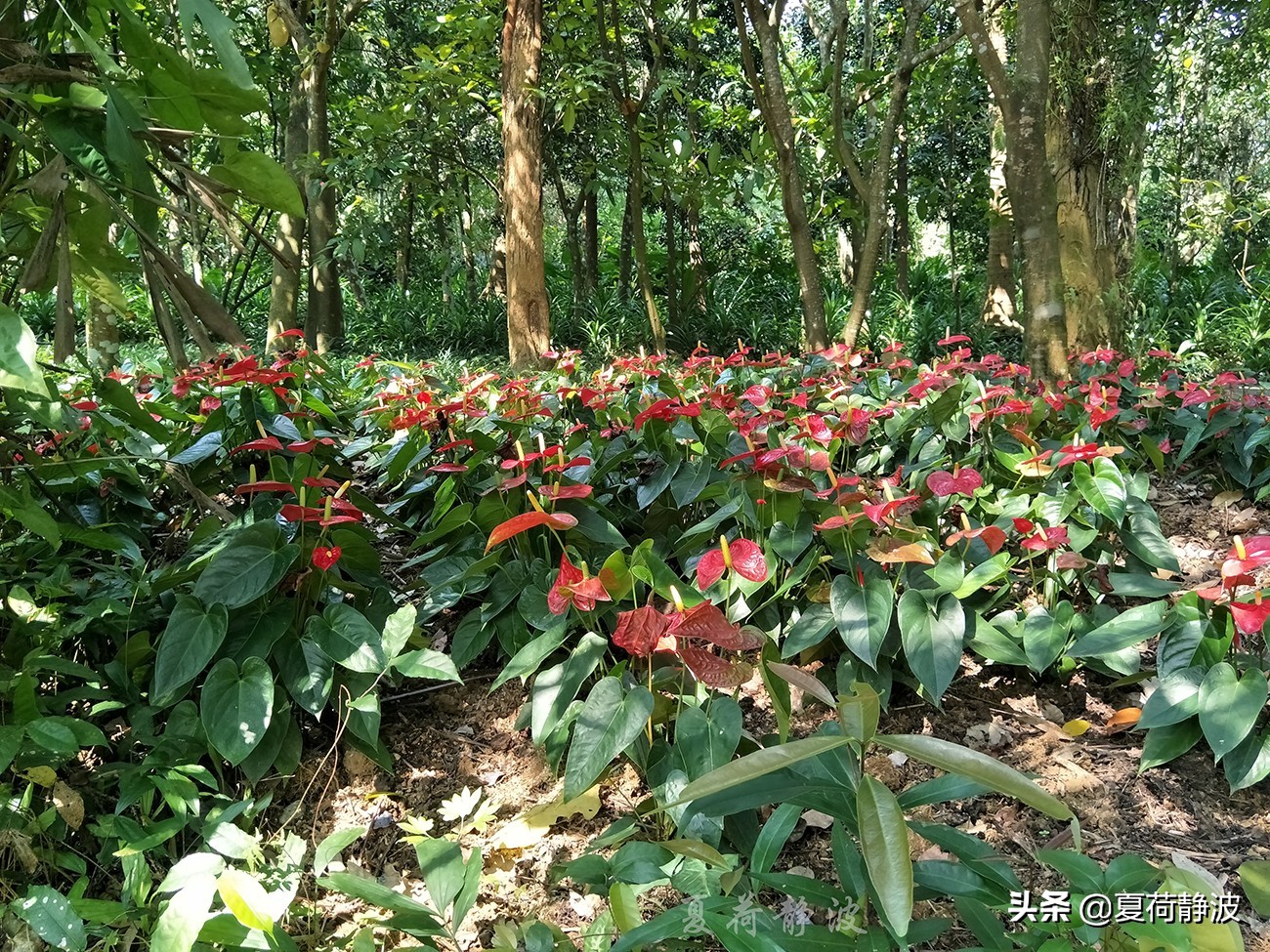 兴隆热带植物园攻略,万宁兴隆热带植物园