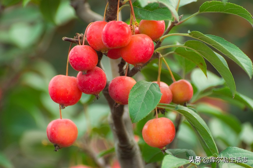 绿化带的小红果,绿化带里面的小红果