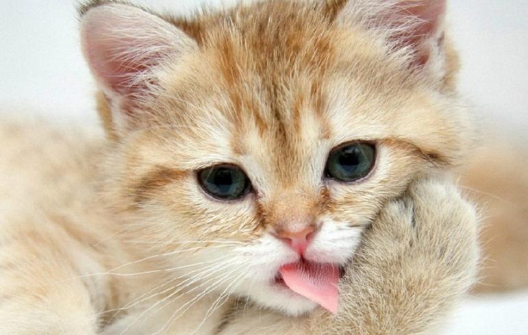 导致猫咪尿血的原因,猫咪尿血好了几天后又尿血