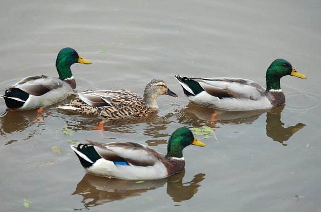 十大适合商业养殖的动物,哪些动物利润大可以养殖