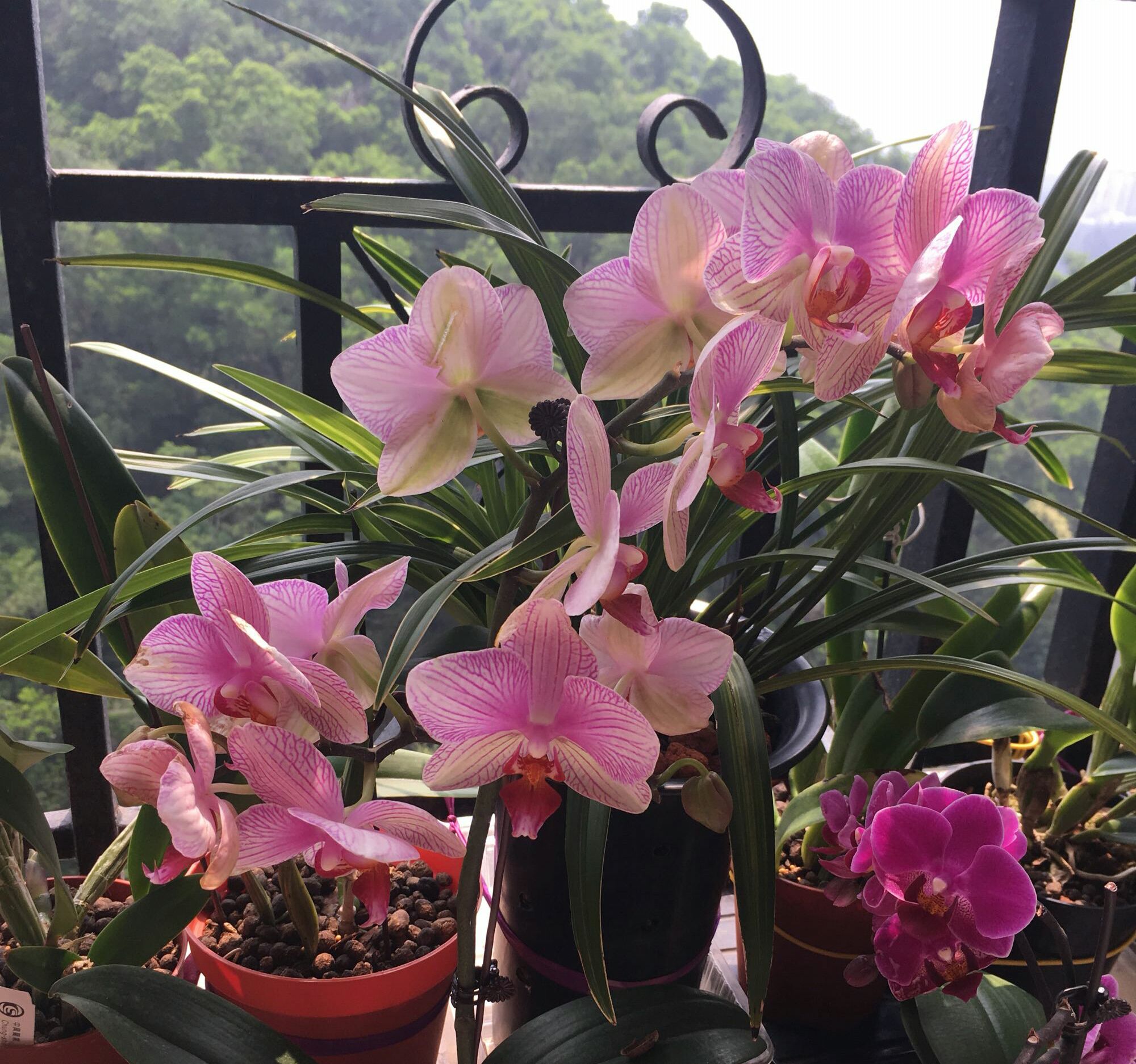 花盆中的羊粪异味闻到头晕，怎么去除呢？自制无臭味的养花肥料