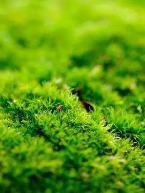 只闻过英国梨，你闻过法国伏茄梨？——玛帝尔德浪漫果香