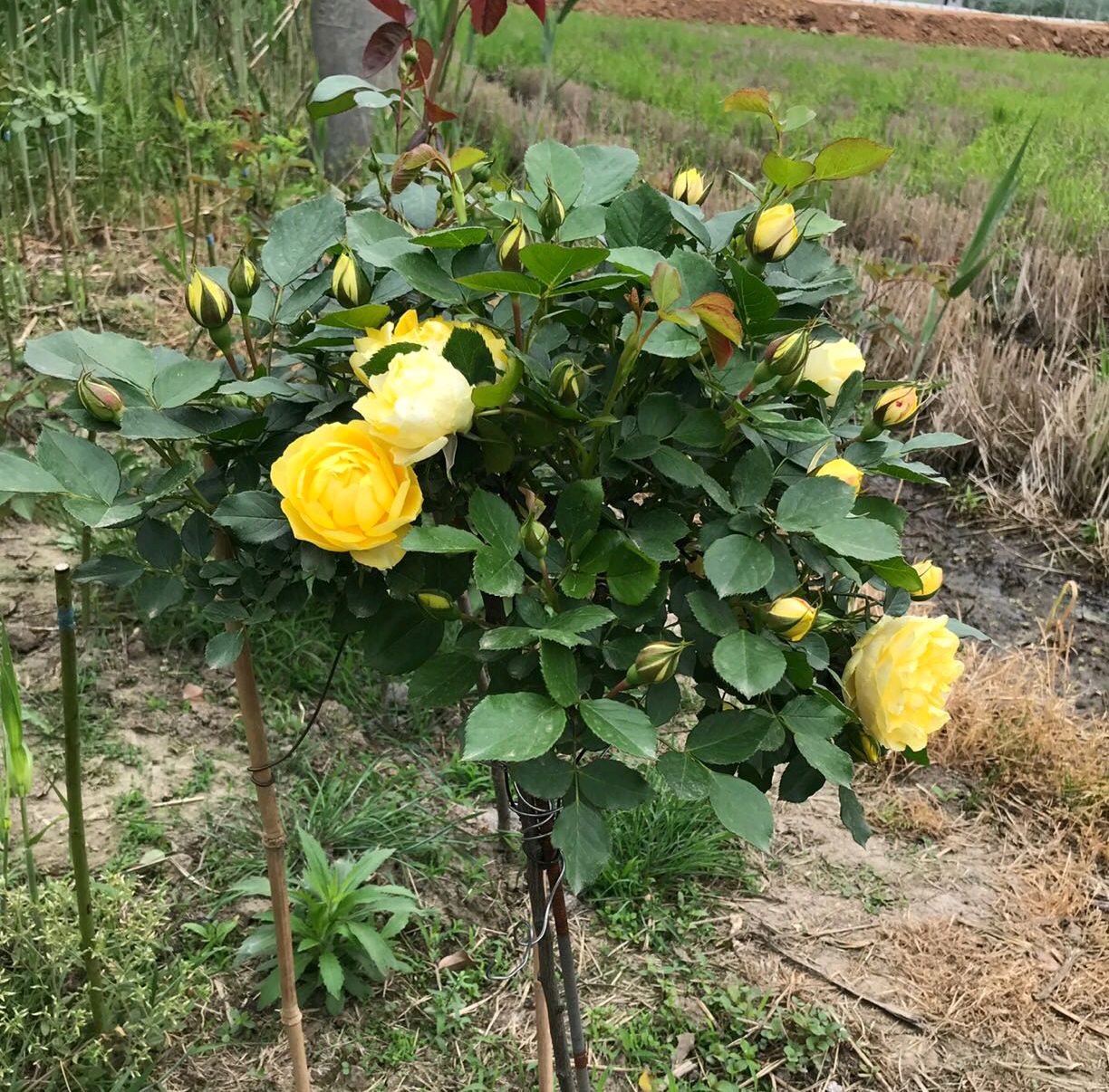 树状月季遇大风如何固定,树状月季春季剪秃会死掉吗