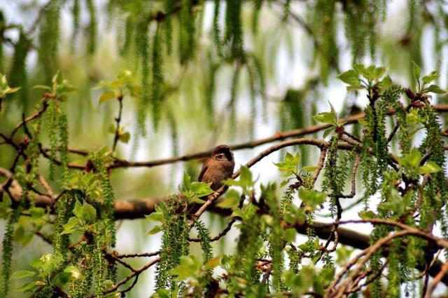 水龙吟诗句赏析,总结水龙吟这首诗