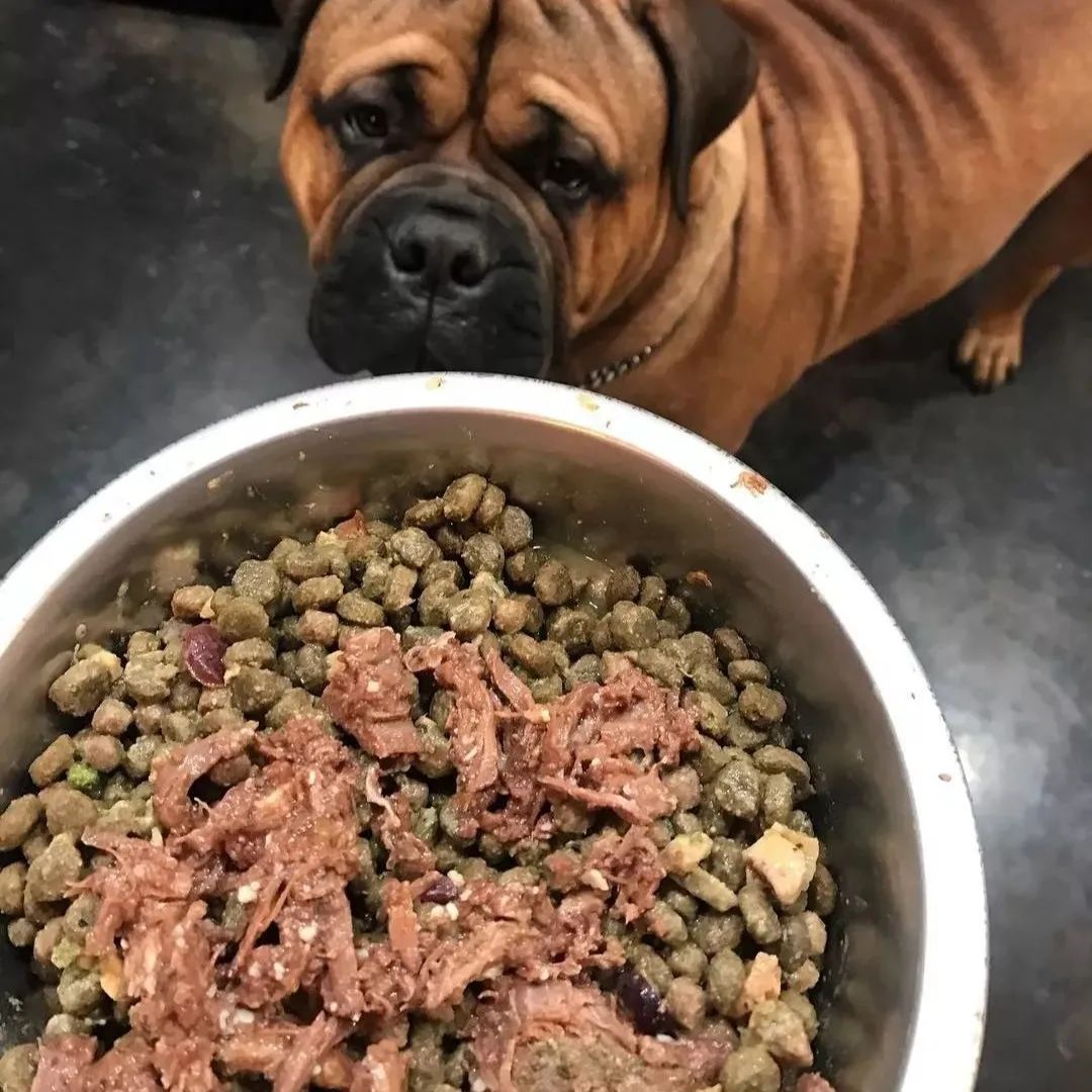 狗狗腿瘸是静养还是适量运动,狗狗关节问题总是反反复复瘸腿