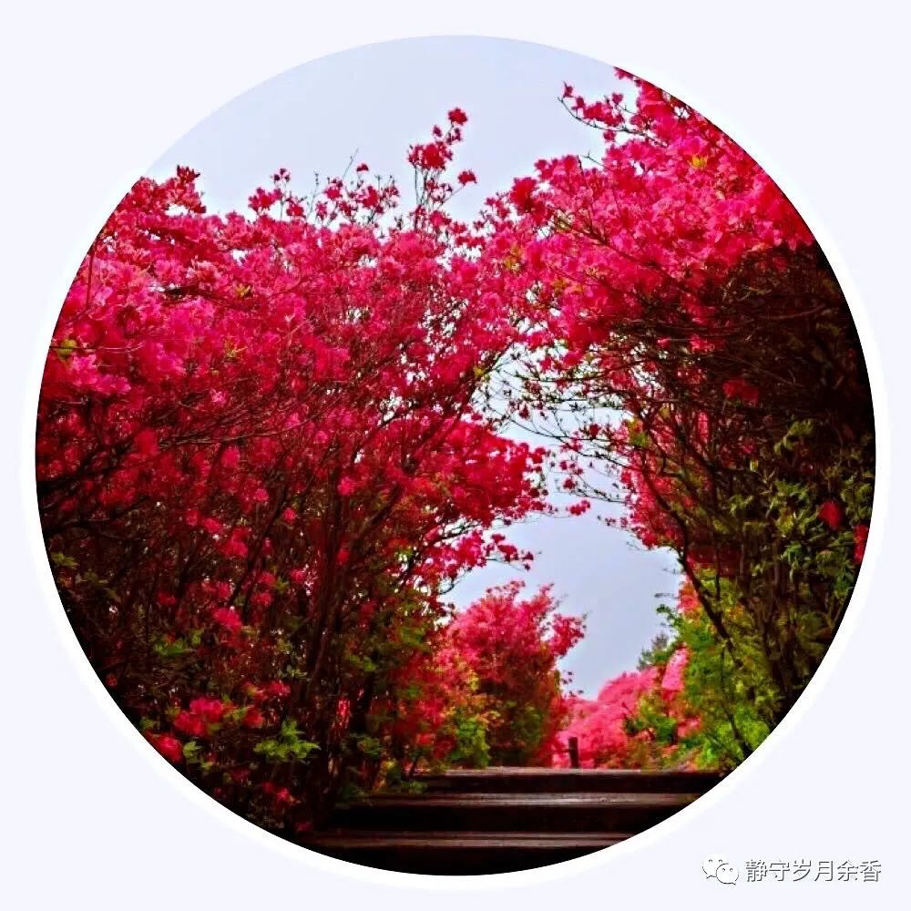 情满龟峰·诗涌花海