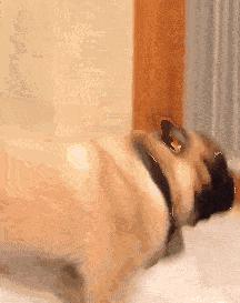 养狗后幸福感为什么爆棚,狗子绝育全过程