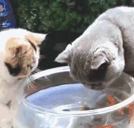 多次挑衅让猫气急败坏，然后说猫没良心，这样的人也配养猫？