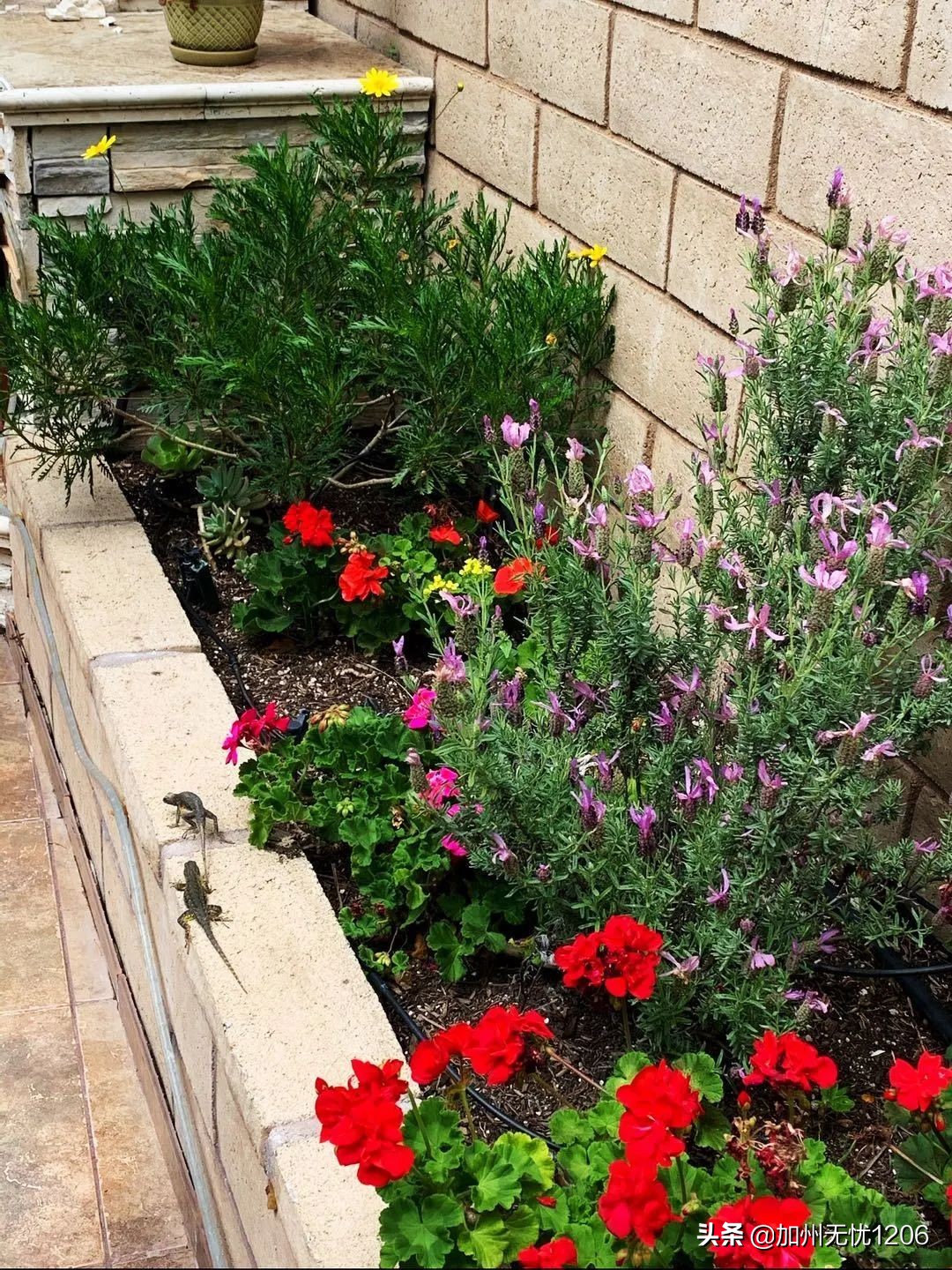 美国确诊超481万,美国确诊病例超115万例