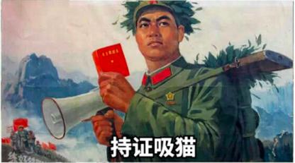 祺鑫养猫实录,穷人养猫实录