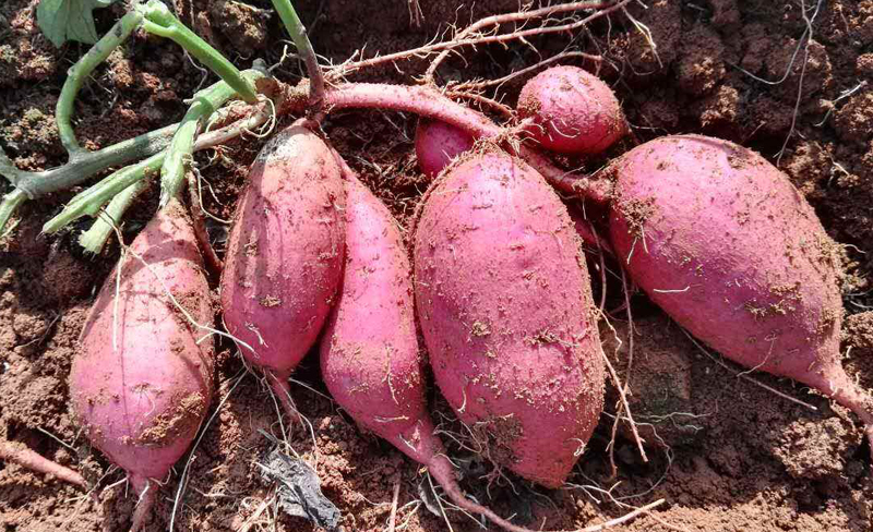 40个白手起家创业点子农民想创业,农村5种低成本创业