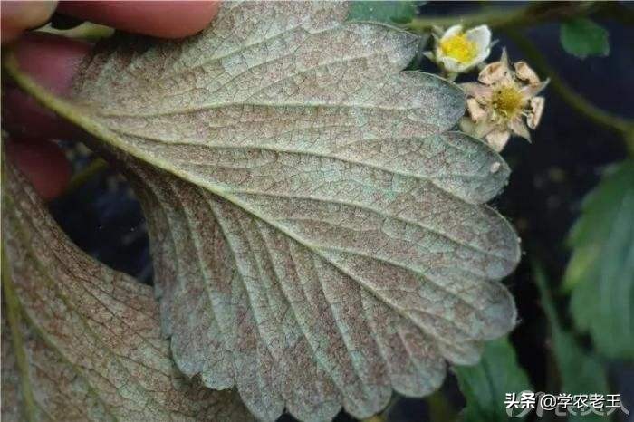 大棚草莓打红蜘蛛最好什么时间打,红蜘蛛病虫害防治大概是什么时候