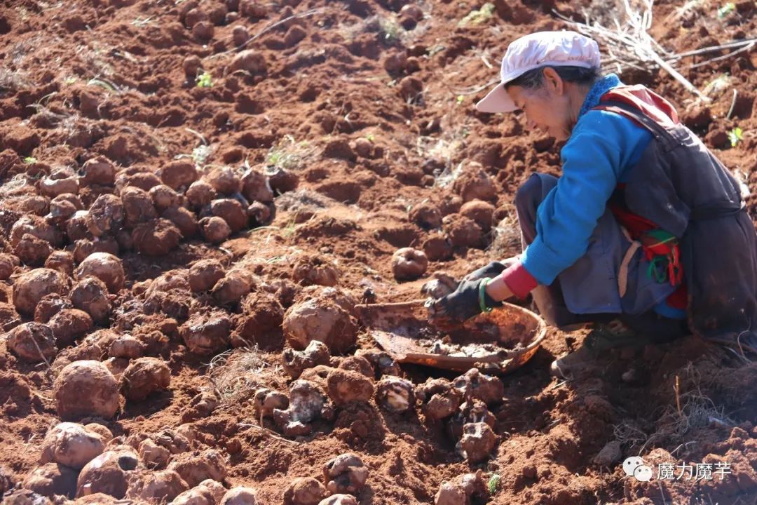 种植魔芋风险大吗,新手种魔芋的风险