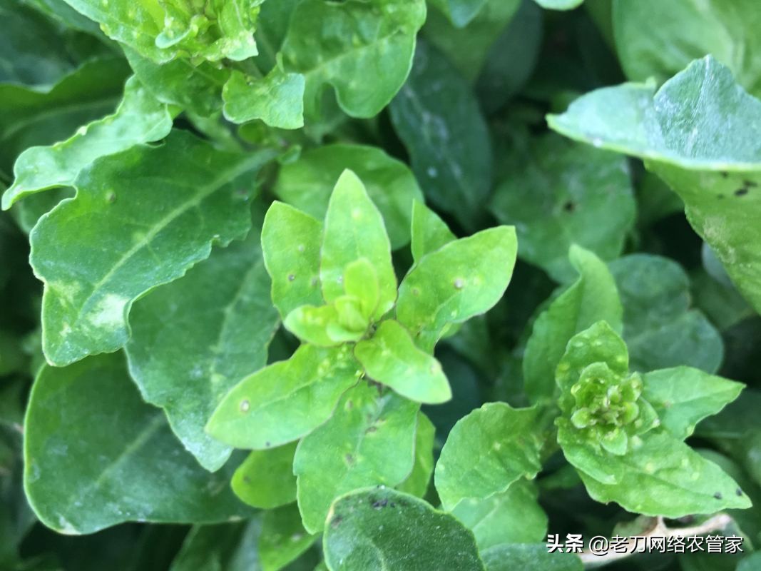 家里枸杞长瘿螨怎么办,枸杞病虫害瘿螨照片