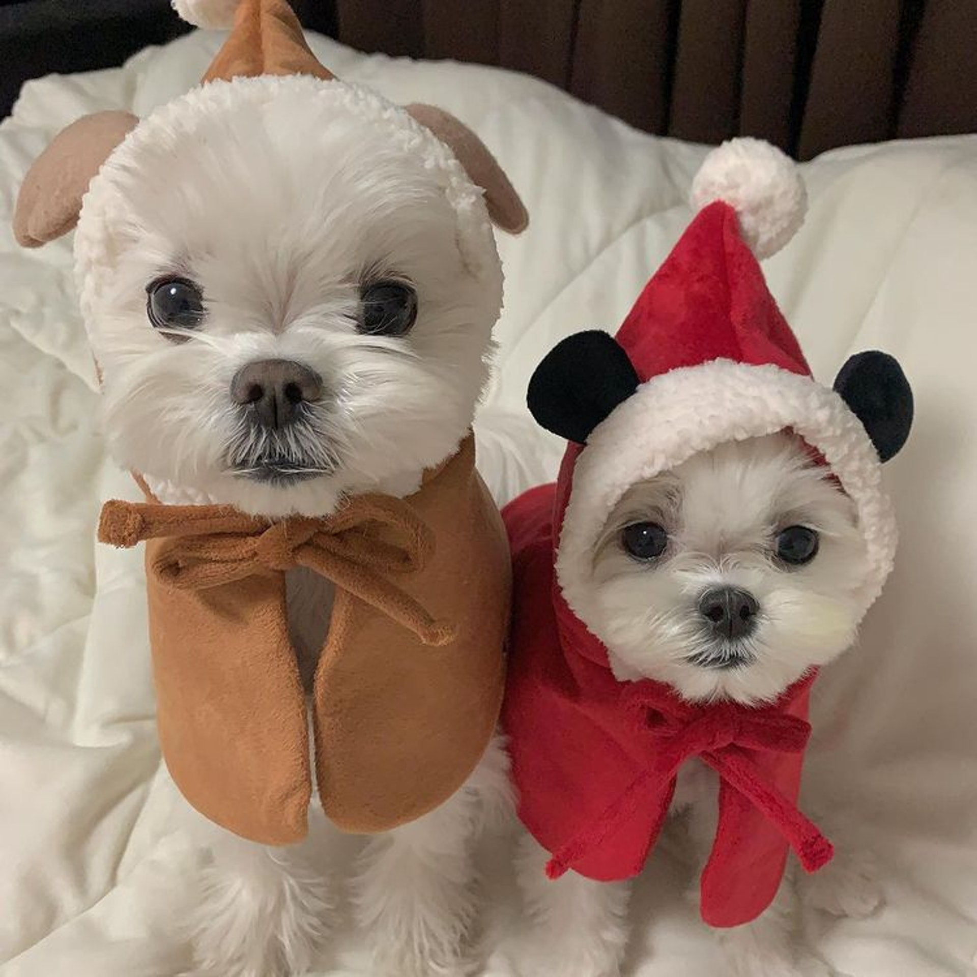 狗狗睡醒突然坐起来视频,狗狗睡醒兴奋突然昏倒