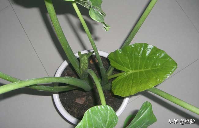 滴水观音烂根长白虫,滴水观音烂根怎么办图解