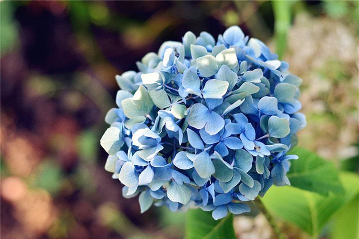 阳春三月养花好时机,开花艳丽花香满屋,养护简单新手也适合