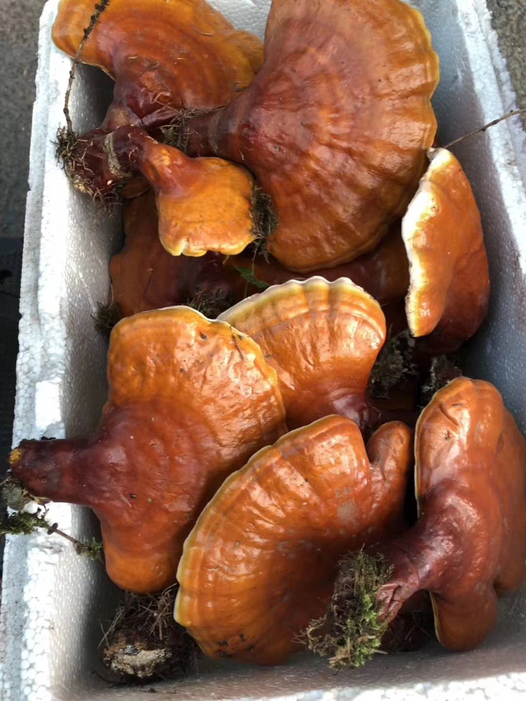 人参、鹿茸、鹿鞭、灵芝、枸杞怎样泡酒效果最好？