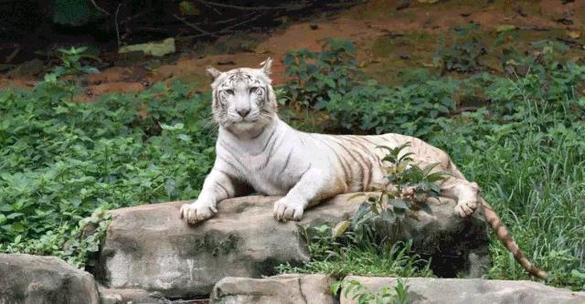 去哪里买长隆的票最划算,节假日游长隆如何少排队
