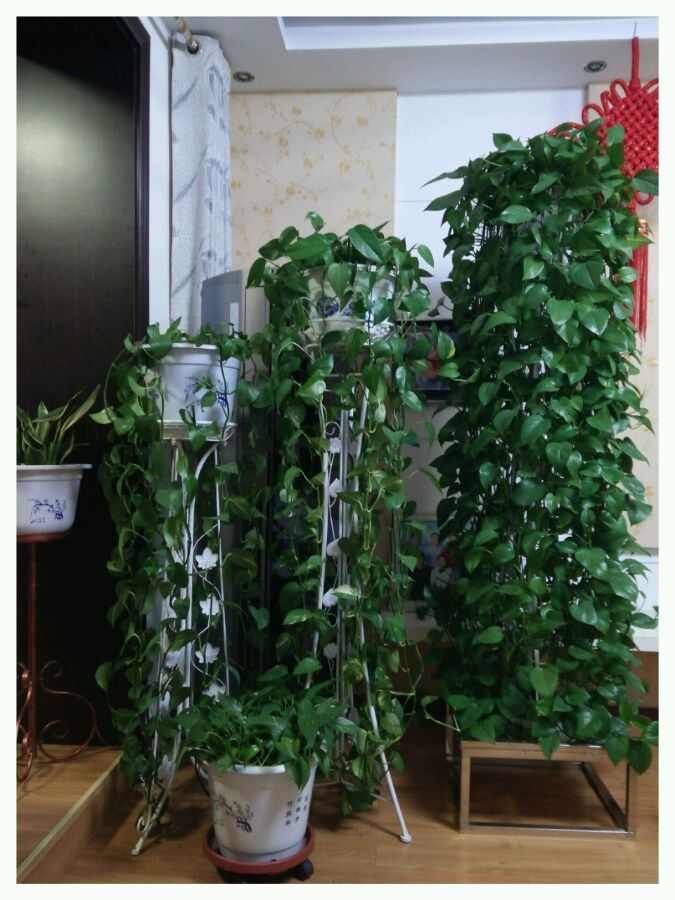 看到别人养的绿萝很漂亮,绿萝养得好也很漂亮