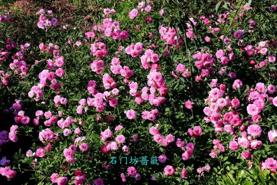 临朐石门坊风景区路线,临朐石门坊风景区