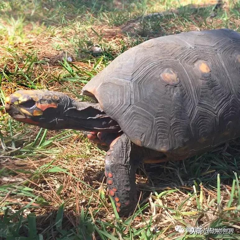 红腿象龟新手入门教程,黄腿象龟