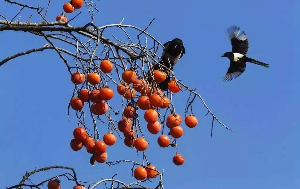 象征着“喜事”的喜鹊，为什么从不飞去日本？专家：喜鹊从不迁徙