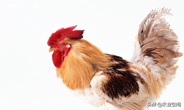 现在养鸡场用哪种阉鸡方法,养鸡一定要鸡窝吗