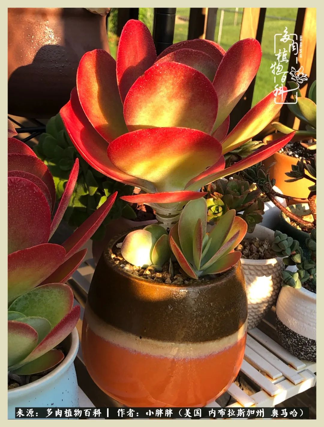 多肉小白入坑攻略,多肉中的鄙视链