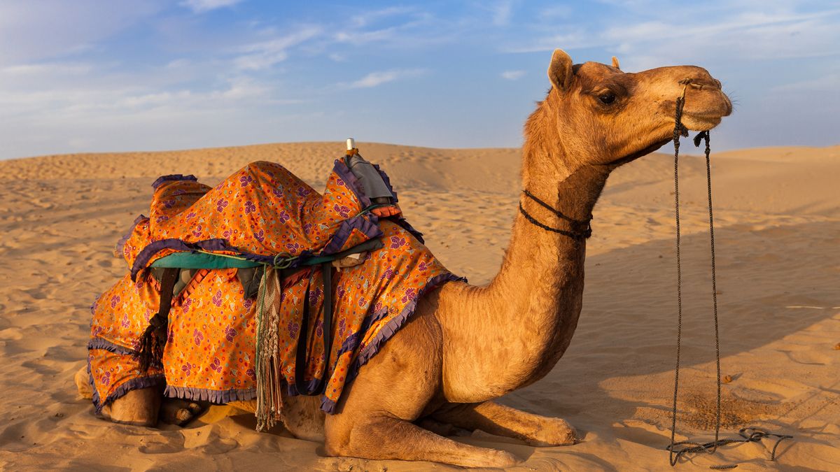 骆驼吃仙人掌难道它不怕有刺吗,骆驼吃直立性仙人掌