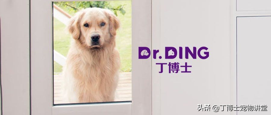 宠物猫营养补充剂怎么吃,幼猫健康饮食食谱图表