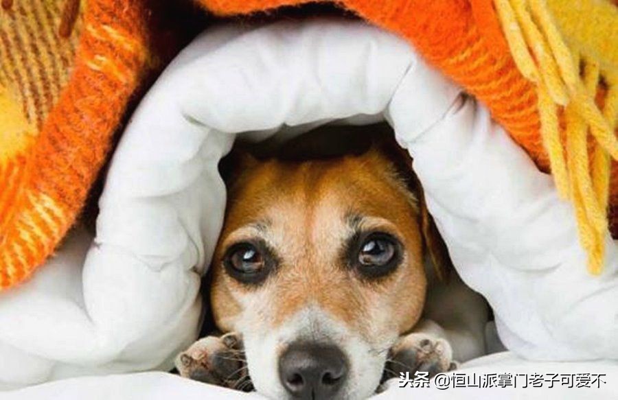 家里冷狗狗幼犬怎么保暖比较好,家里狗狗怎样才干净