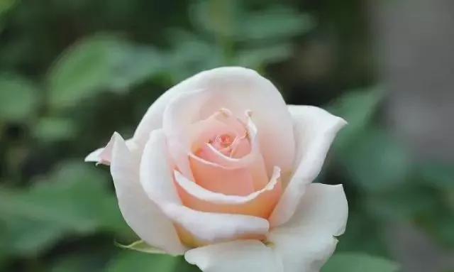 一万年一次的2020520;一起认识100种玫瑰~别送错啊