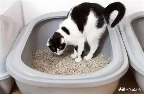 猫咪乱拉如何解决,猫咪乱拉处理方法