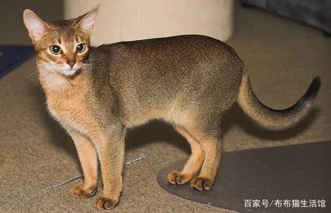 世界45种名犬图片大型犬,世界100种猫图片