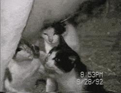 搞怪可爱猪图,搞笑猪脸图片