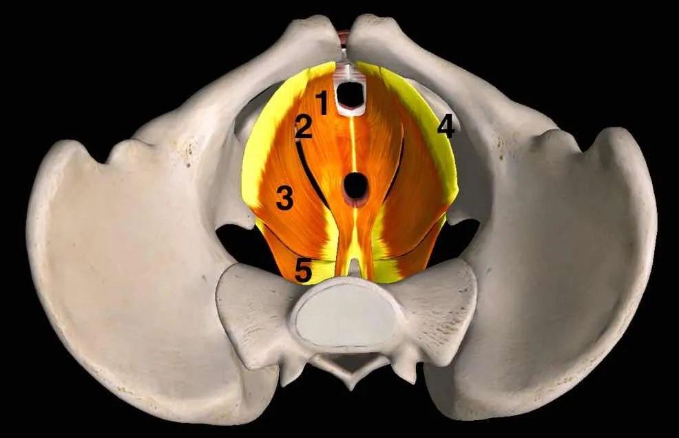 产后漏尿难言之隐,孕后漏尿需要多久可以改善