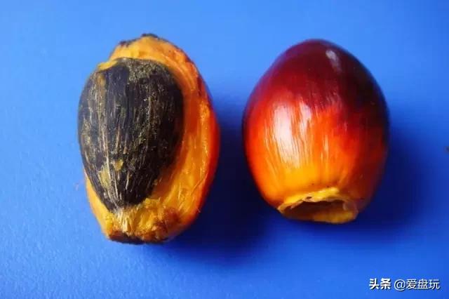 星月菩提没有星的是什么品种,星月菩提只有星没有月