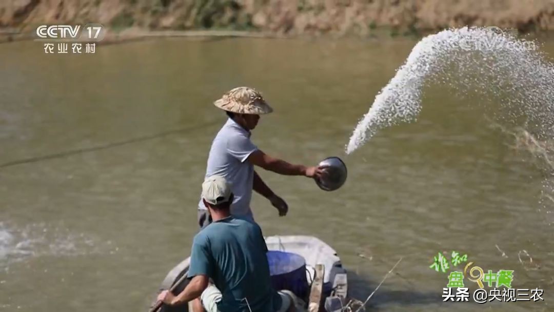 又臭又贵的臭鳜鱼,臭鳜鱼和桂鱼哪个贵呢