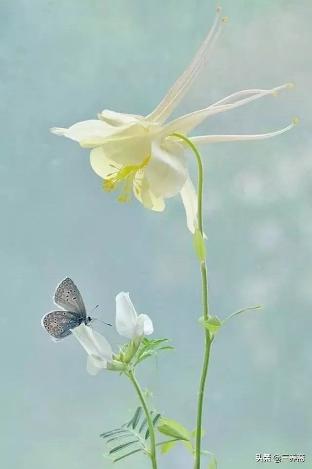 诗词经典赏析咏柳贺知章,咏柳贺知章儿童版古诗讲解